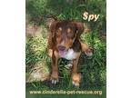 Adopt Spy a Beagle / Labrador Retriever dog in Mission, TX (36191822)