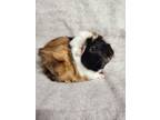 Adopt Almond a Guinea Pig small animal in Montclair, CA (36238891)