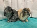 Adopt Padme & Hopper a Lop-Eared / Mixed rabbit in Montclair, CA (36123061)