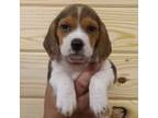 Beagle Puppy for sale in Cottondale, FL, USA