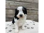 Aussiedoodle Puppy for sale in Eastland, TX, USA