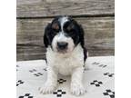 Aussiedoodle Puppy for sale in Eastland, TX, USA