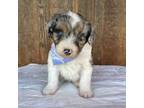 Aussiedoodle Puppy for sale in Eastland, TX, USA