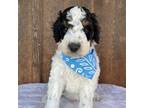 Mutt Puppy for sale in Eastland, TX, USA