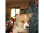 Pembroke Welsh Corgi Puppy for sale in Vale, OR, USA