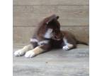 Siberian Husky Puppy for sale in Seymour, MO, USA
