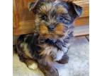 Yorkshire Terrier Puppy for sale in Norwalk, CT, USA