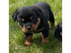 Rottweiler Puppy for sale in Lagrange, IN, USA