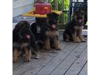 AKC German Shepherd puppies