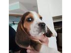 Oliver Pure beagle