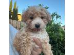 Maltipoo Puppy for sale in Manteca, CA, USA