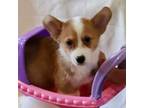 Pembroke Welsh Corgi Puppy for sale in Hunnewell, MO, USA