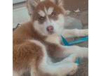 Siberian Husky Puppy for sale in Norwich, CT, USA