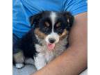 Miniature Australian Shepherd Puppy for sale in Redwood Valley, CA, USA