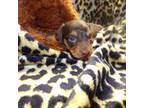 Dachshund Puppy for sale in Stewartstown, NH, USA