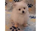 Pomeranian Puppy for sale in Covington, LA, USA