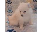 Pomeranian Puppy for sale in Covington, LA, USA