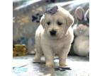 Golden Retriever Puppy for sale in North Highlands, CA, USA