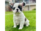 French Bulldog Puppy for sale in Daly City, CA, USA