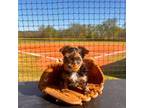 Yorkshire Terrier Puppy for sale in Gentry, AR, USA