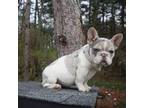 French Bulldog Puppy for sale in Goshen, IN, USA