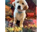 Golden Retriever Puppy for sale in East Bethany, NY, USA