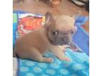 French Bulldog Puppy for sale in Ola, AR, USA