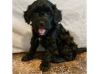 Mutt Puppy for sale in Princeton, NJ, USA