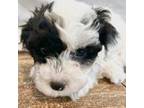 Mutt Puppy for sale in Princeton, NJ, USA