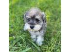 Schnauzer (Miniature) Puppy for sale in Boerne, TX, USA