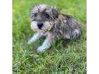 Schnauzer (Miniature) Puppy for sale in Boerne, TX, USA