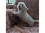 Maltese Puppy for sale in Rogersville, TN, USA