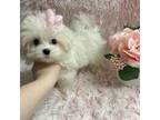 Maltese Puppy for sale in Kirkersville, OH, USA