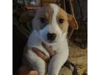 Pembroke Welsh Corgi Puppy for sale in Starksboro, VT, USA