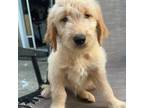 Goldendoodle Puppy for sale in Ormond Beach, FL, USA