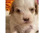 Cavapoo Puppy for sale in Lexington, OK, USA