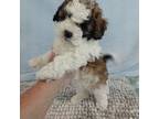 Shih-Poo Puppy for sale in Morganton, NC, USA