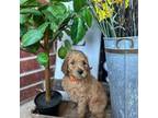 Goldendoodle Puppy for sale in Yukon, OK, USA