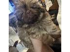 Shih Tzu Puppy for sale in Portland, OR, USA