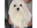 Maltese Puppy for sale in Altamonte Springs, FL, USA