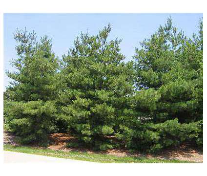 Windbreak/Property Line Trees is a White Lawn, Garden &amp; Patios for Sale in Tiskilwa IL