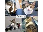 Lenny & Laila, Domestic Shorthair For Adoption In S. Ozone Park, New York
