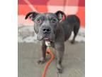 Lady, American Pit Bull Terrier For Adoption In Kansas City, Missouri