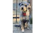 Lila, Terrier (unknown Type, Small) For Adoption In Salem, Oregon