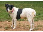 Lizzy, Jack Russell Terrier For Adoption In Marble Falls, Texas