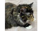 Camilla, Domestic Longhair For Adoption In Athens, Tennessee