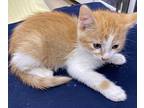Amber, Domestic Shorthair For Adoption In Athens, Tennessee