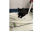 Gillian, Domestic Shorthair For Adoption In Raleigh, North Carolina