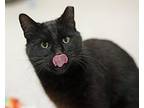 Columbus, Domestic Shorthair For Adoption In Raleigh, North Carolina