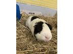 Bobby, Guinea Pig For Adoption In Lowell, Massachusetts